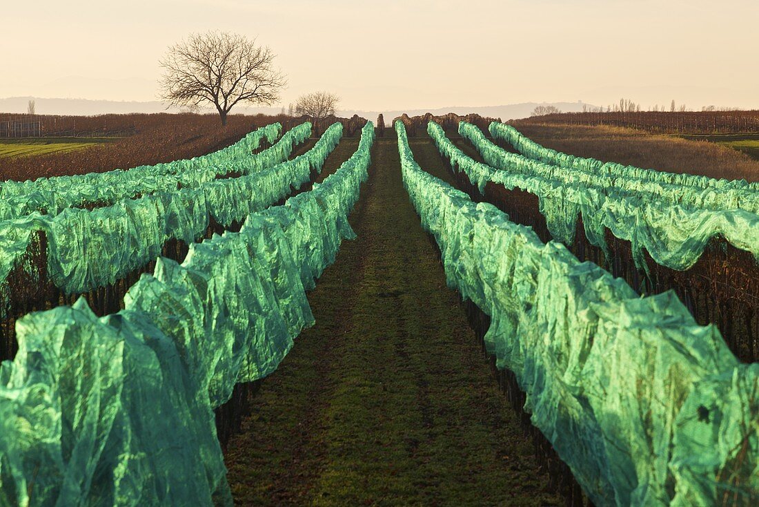 Sweet wine grapes protected with netting in a vineyard in Illmitz, Burgenland