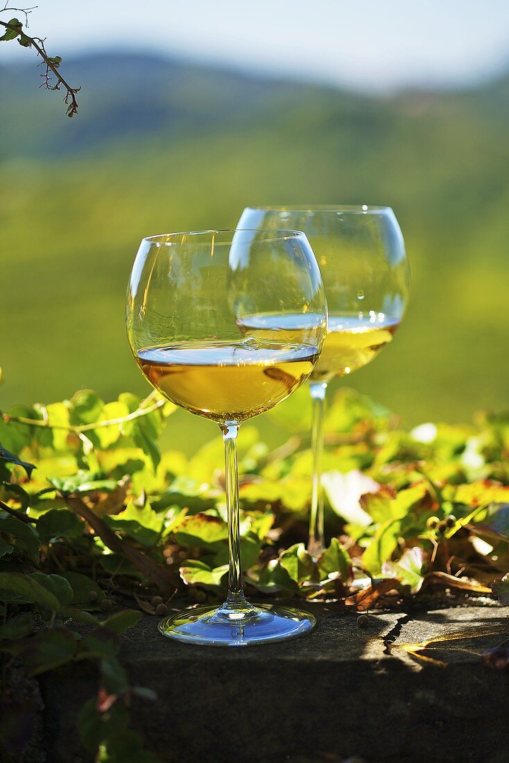Zwei Gläser mit Weißwein in einer Landschaft im Friaul, Italien