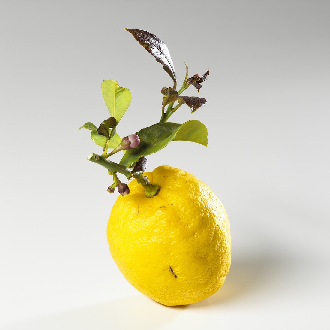 A lemon with twig and leaves