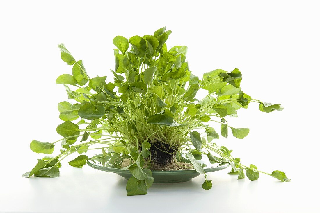 Organic Watercress with Roots on a Plate