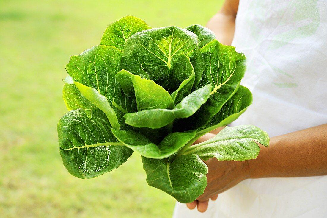 A woman holding a lettuce