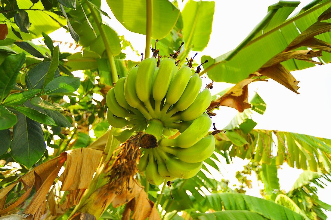 Bananenstaude Am Baum Bilder Kaufen Stockfood