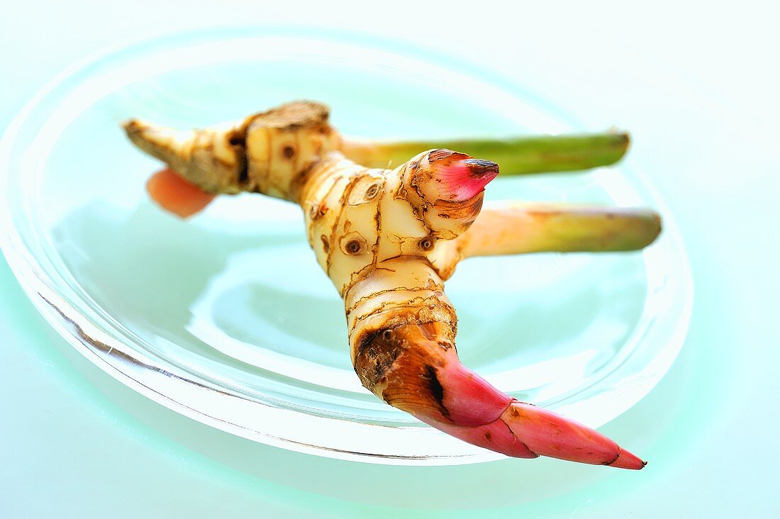 A galangal root on a glass plate