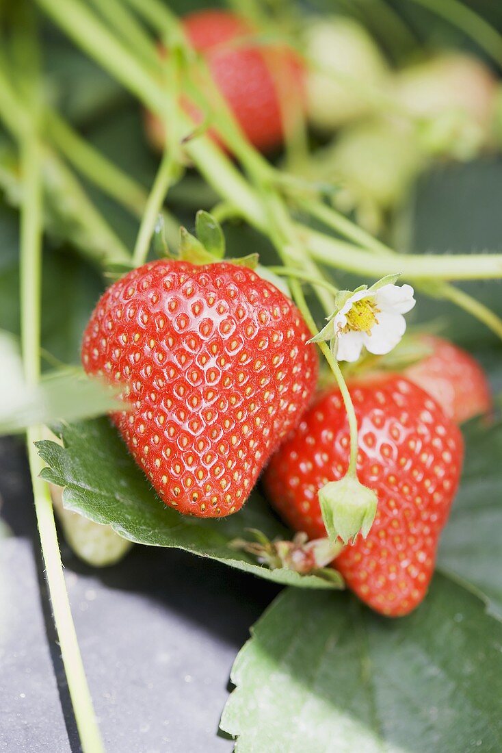 Strawberries and flowers on the plants