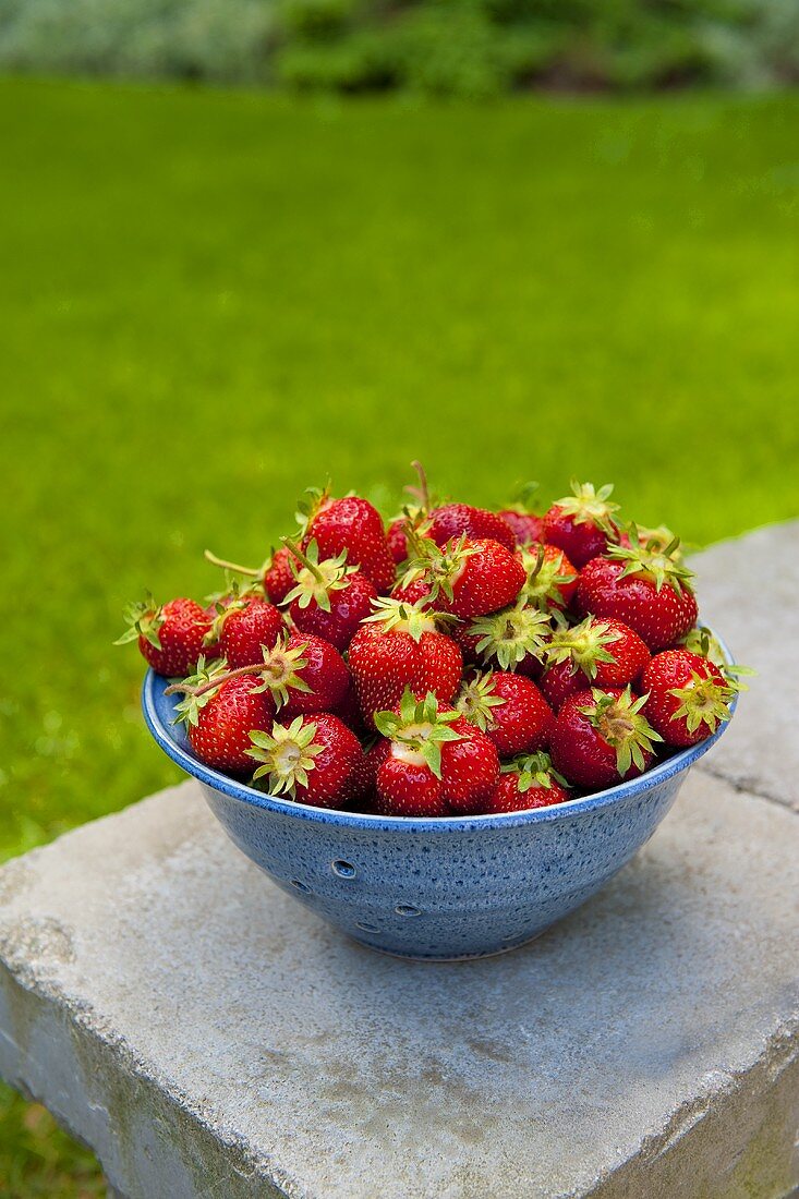 Frische Erdbeeren in Schüssel auf Gartentisch