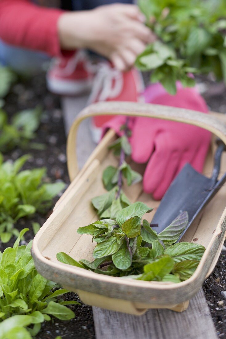 Fresh mint and garden utensils in a wooden basket
