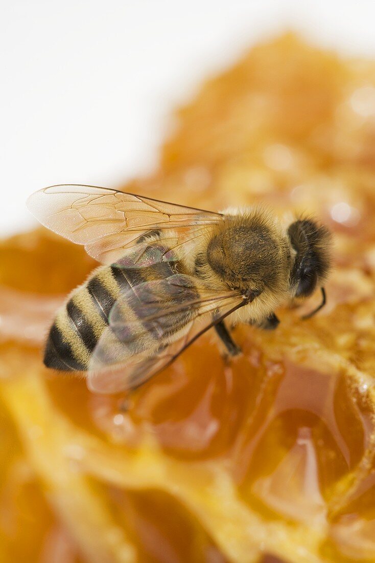 A bee on a honeycomb (close-up)