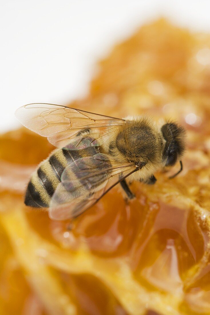 Biene auf Honigwabe (Nahaufnahme)