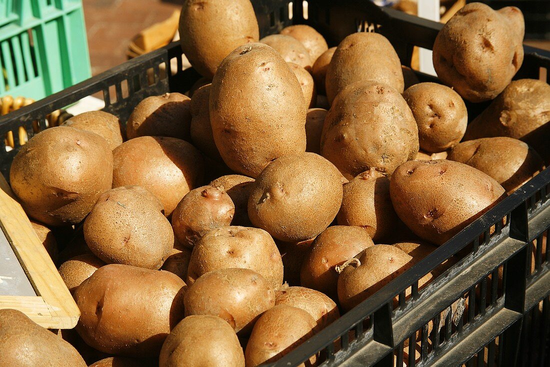 Frische Bio-Kartoffeln in Steige auf dem Markt