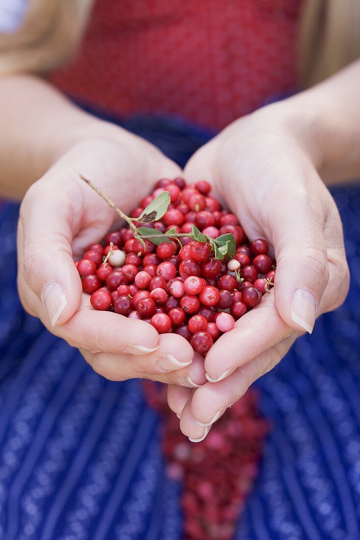 Frau hält Preiselbeeren in den Händen