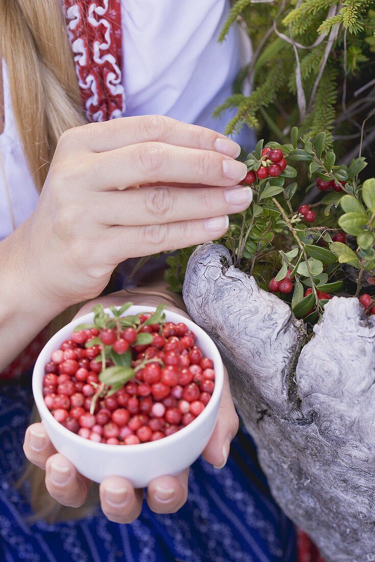 Frau pflückt Preiselbeeren vom Strauch