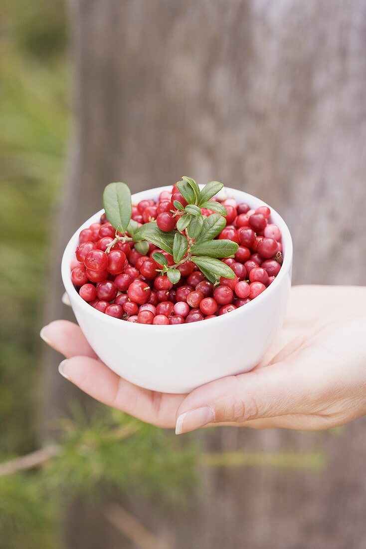 A hand holding a bowl of lingonberries