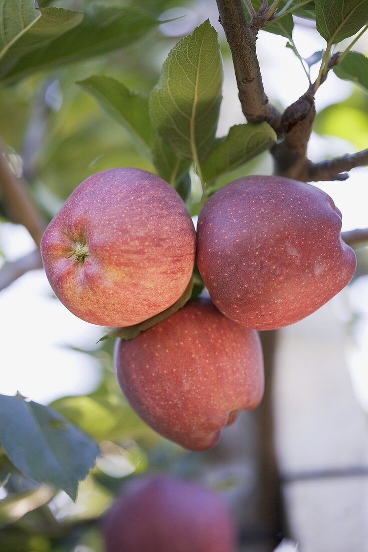 Red apples on the tree