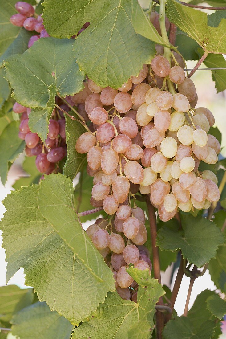 Rose wine grapes on a vine
