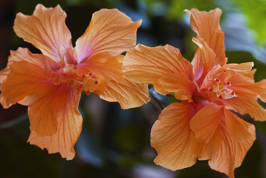 Two Hibiscus Flowers