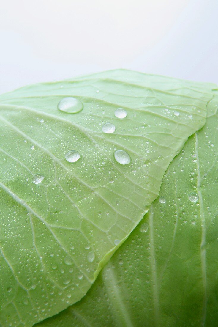 Freshly washed white cabbage (close-up)