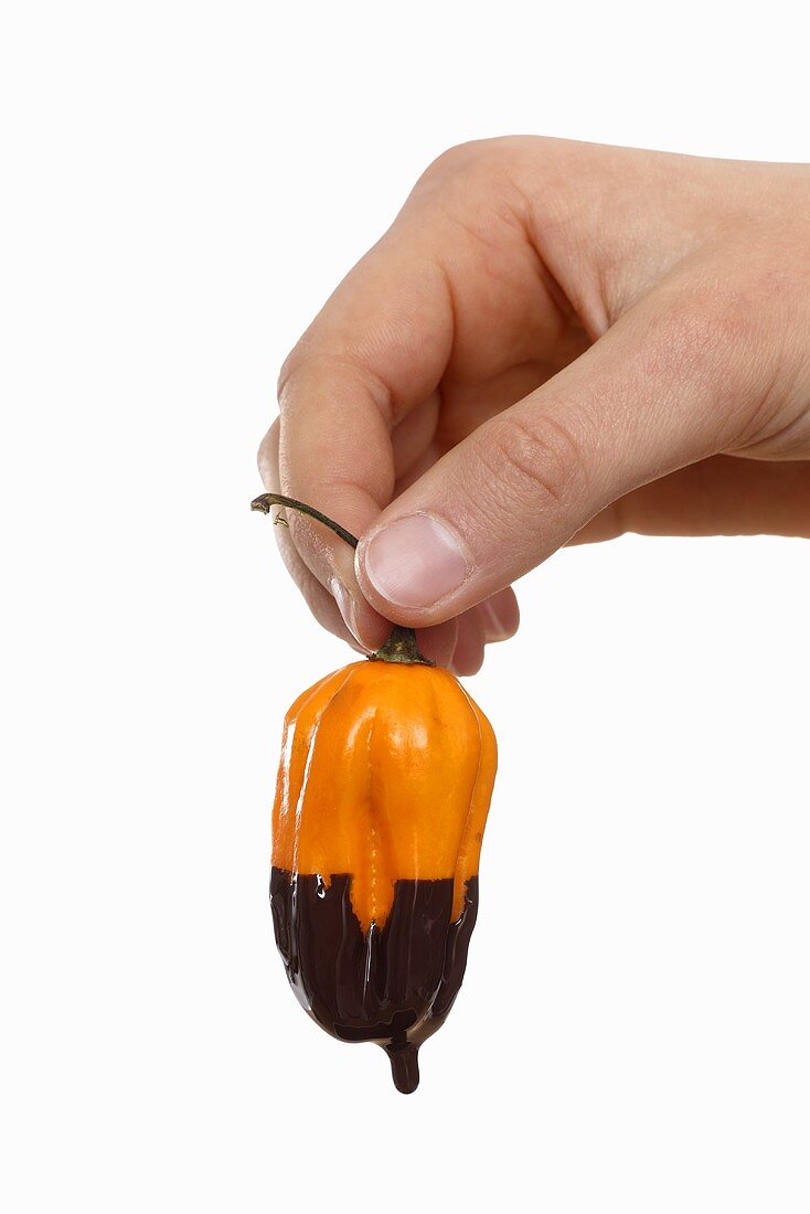 Hand holding a chili pepper dripping with melted chocolate