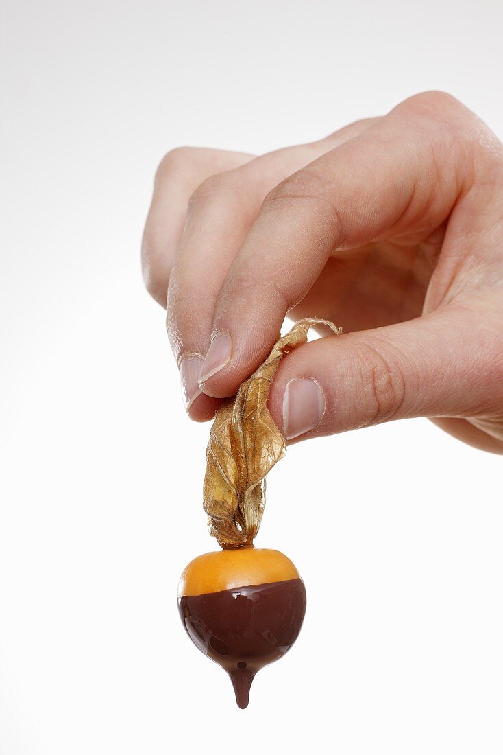 Hand holding Cape Gooseberry dripping with melted chocolate