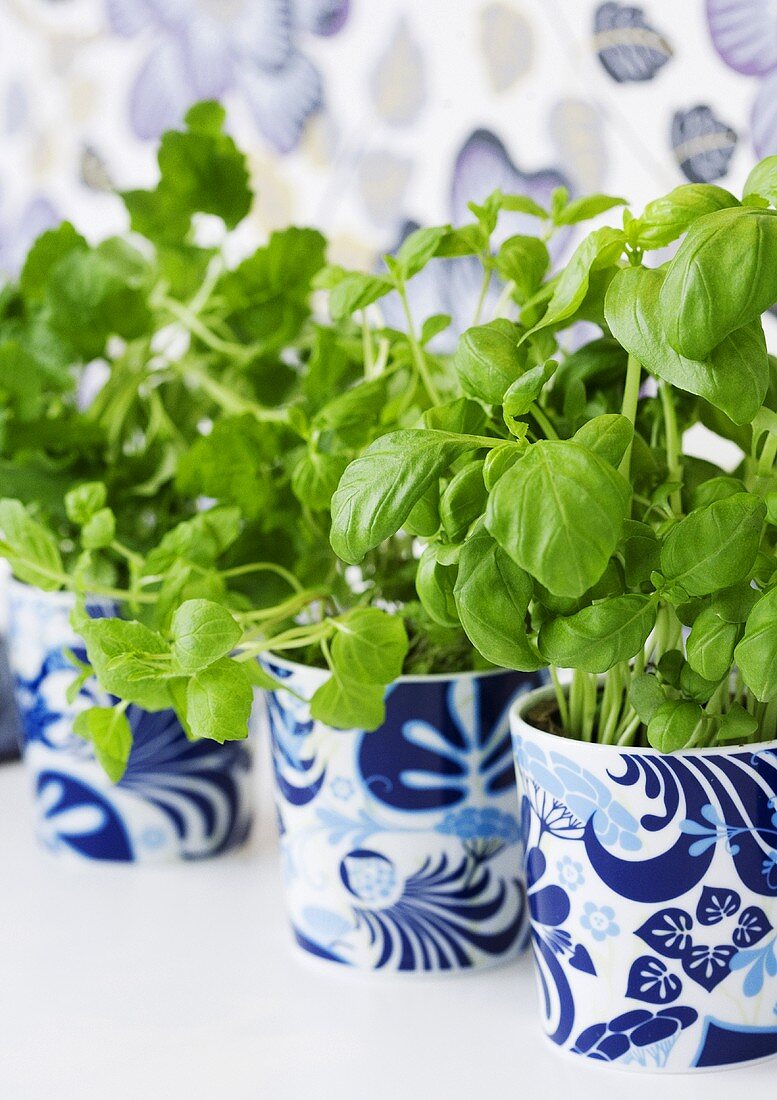 Assorted herbs in pots with blue decoration
