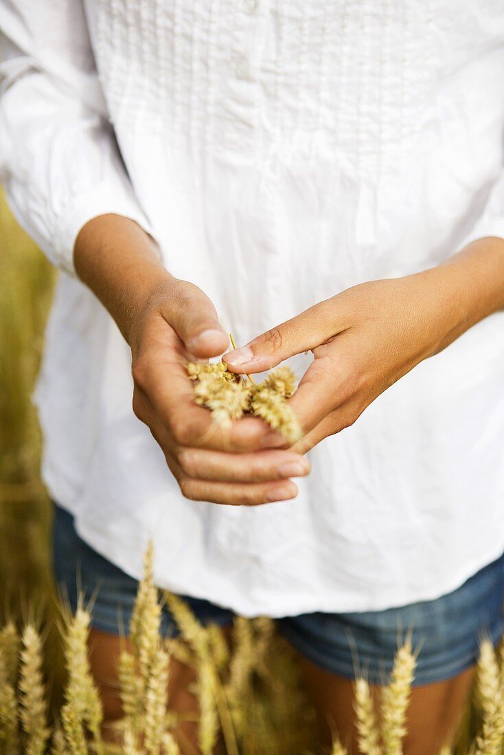Women's hands holding ears of wheat