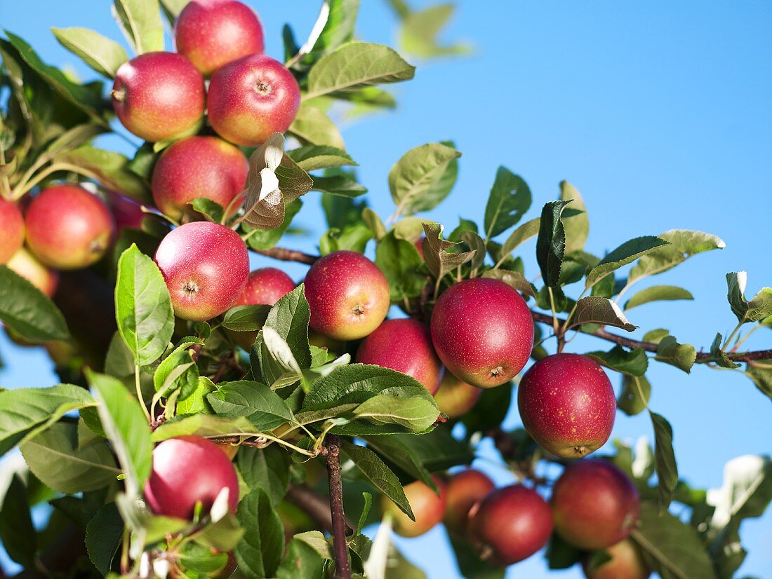 Äpfel am Zweig