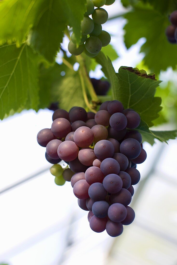 Red Grapes on Vine