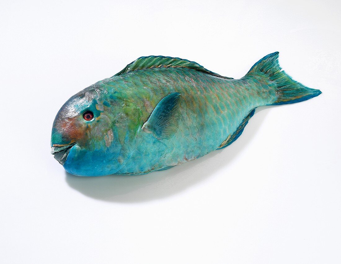 A parrot fish