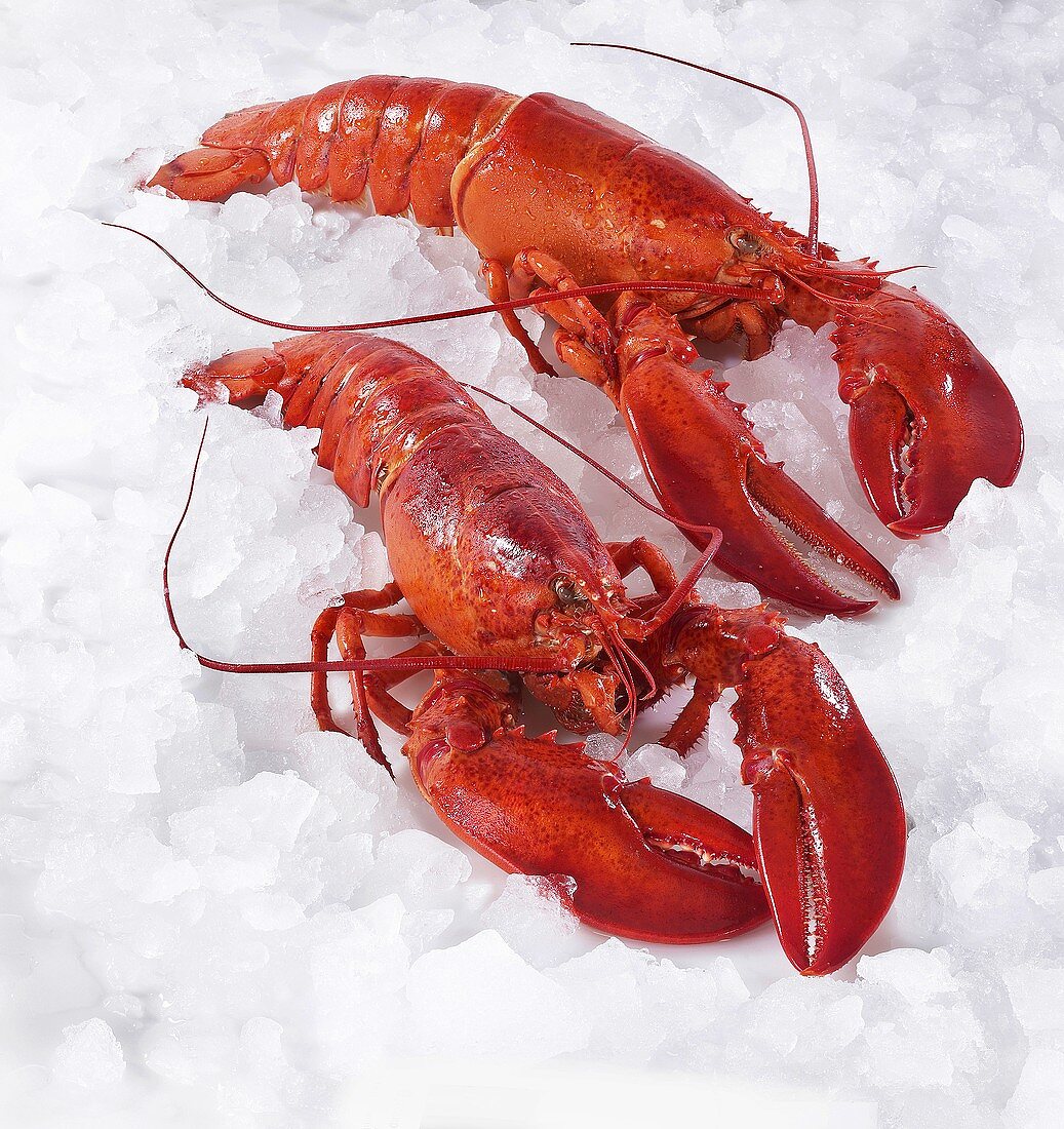 Two cooked lobsters on ice