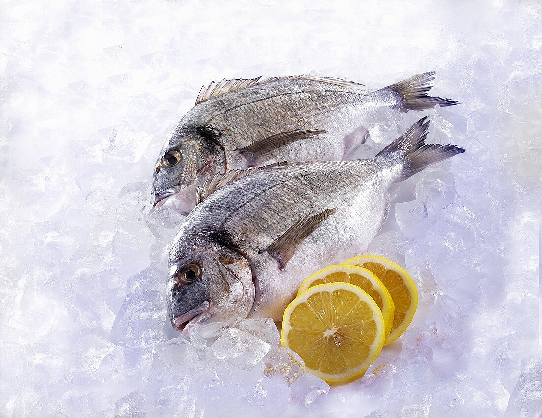 Two Dorades on ice with lemon slices