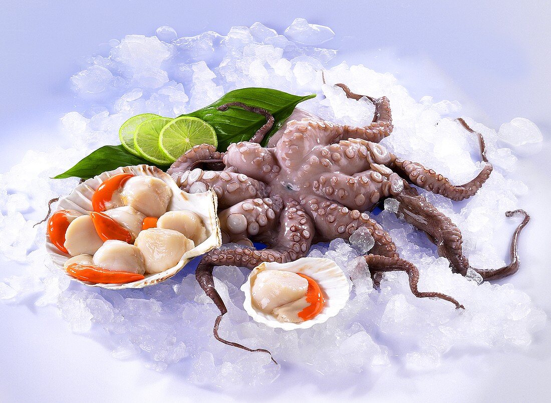 Jakobsmuscheln und Oktopus