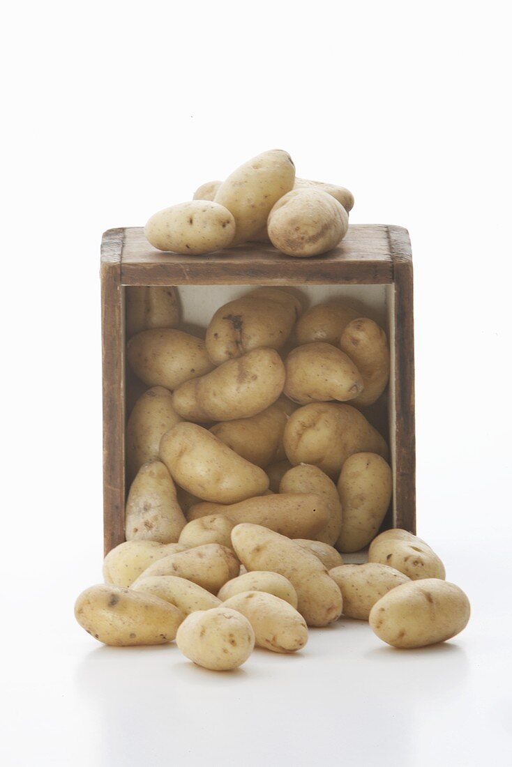 Fingerling Potatoes Spilling from a Crate; White Background