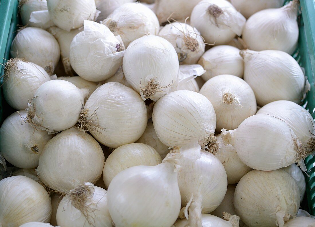 weiße Zwiebeln in Steige auf dem Markt