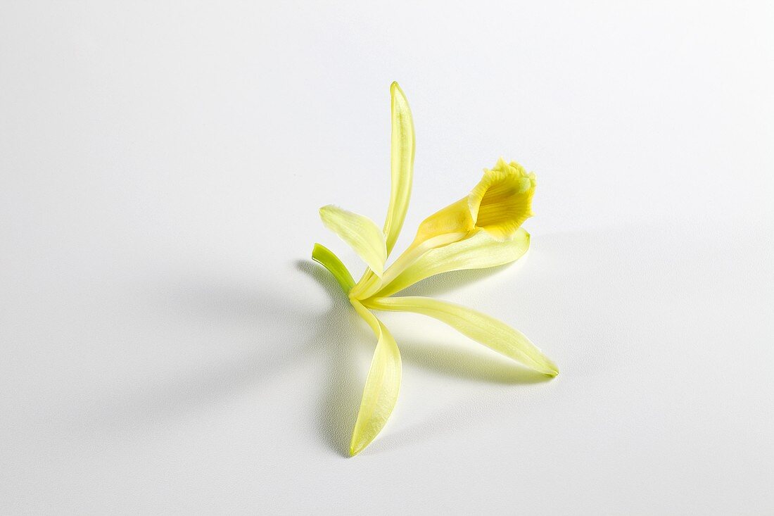 Vanilla blossom