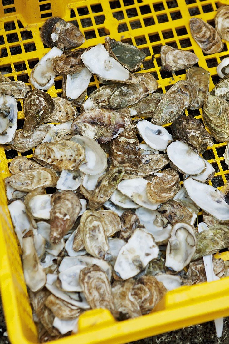 Oyster Shells in a Yellow Crate