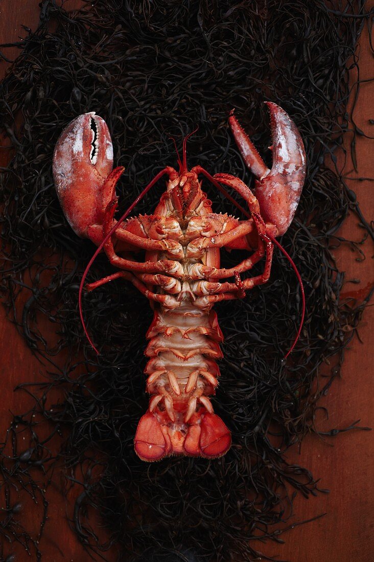 The Underside of a Whole Steamed Lobster on Seaweed