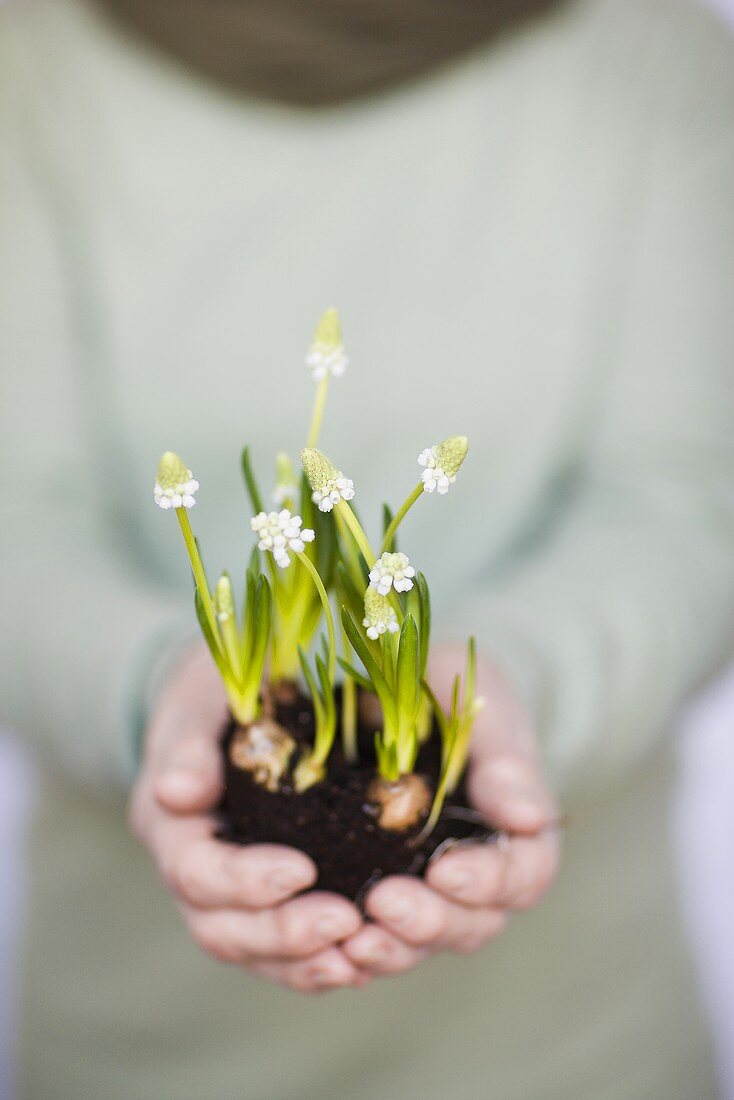 Woman holding grape hyacinths in cupped hands