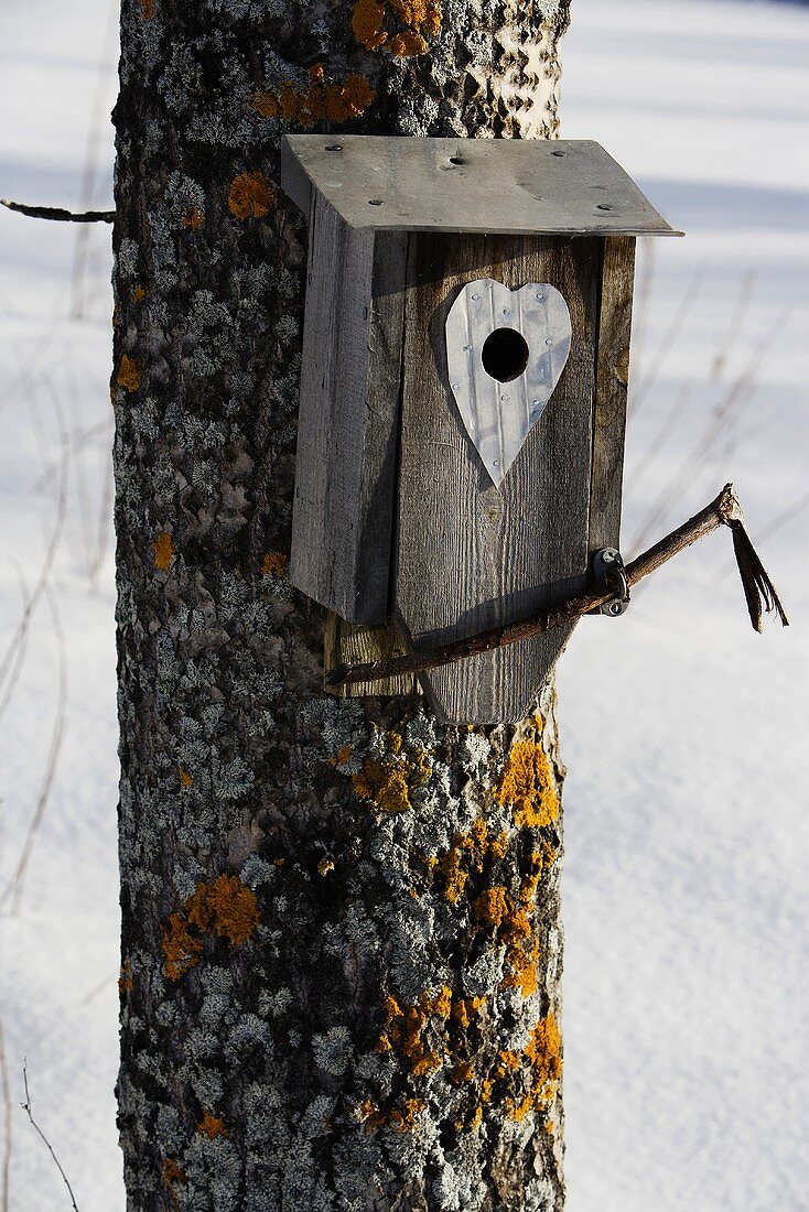 Vogelhäuschen am Baum hängend im Winter