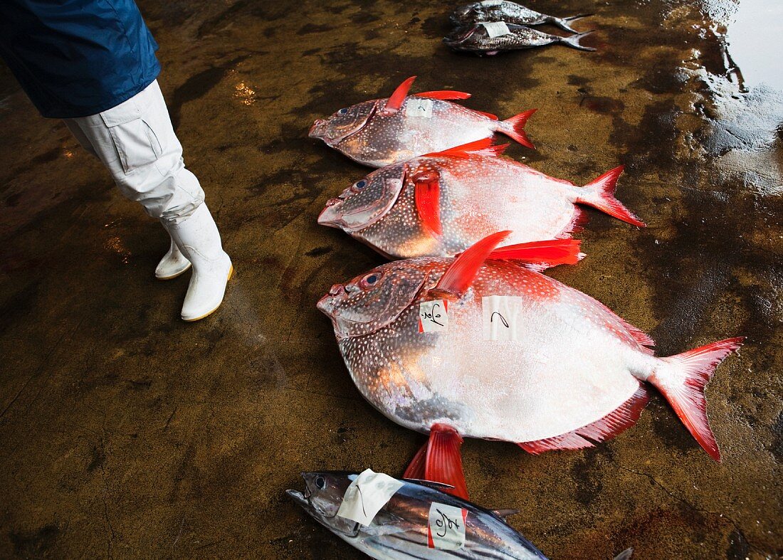 Tote Fische auf Boden in Fischmarkthalle liegend