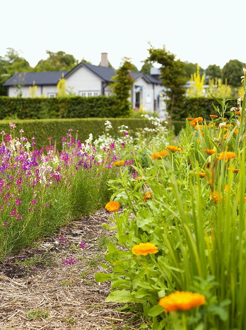 Footpath between flower beds, houses in the background