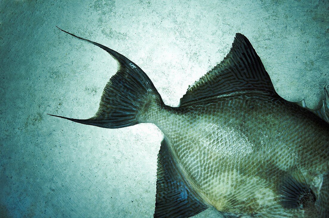 Whole Triggerfish from the Gulf of Mexico