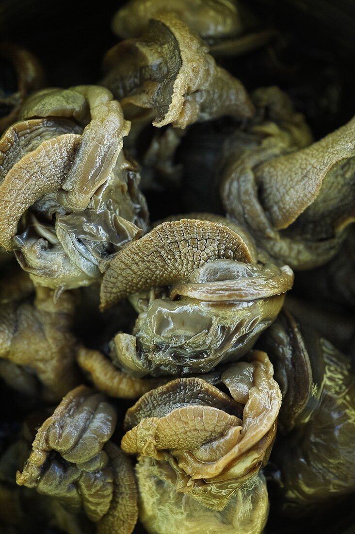 Escargot; Snails without Shells