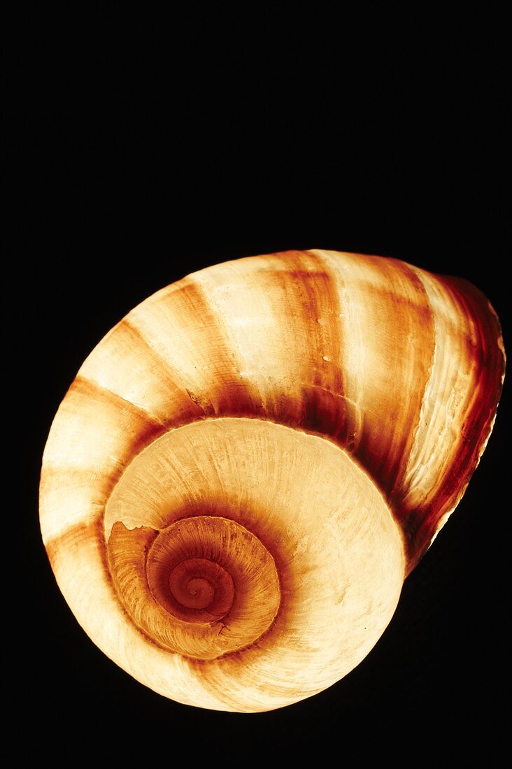 Snail Shell; Black Background