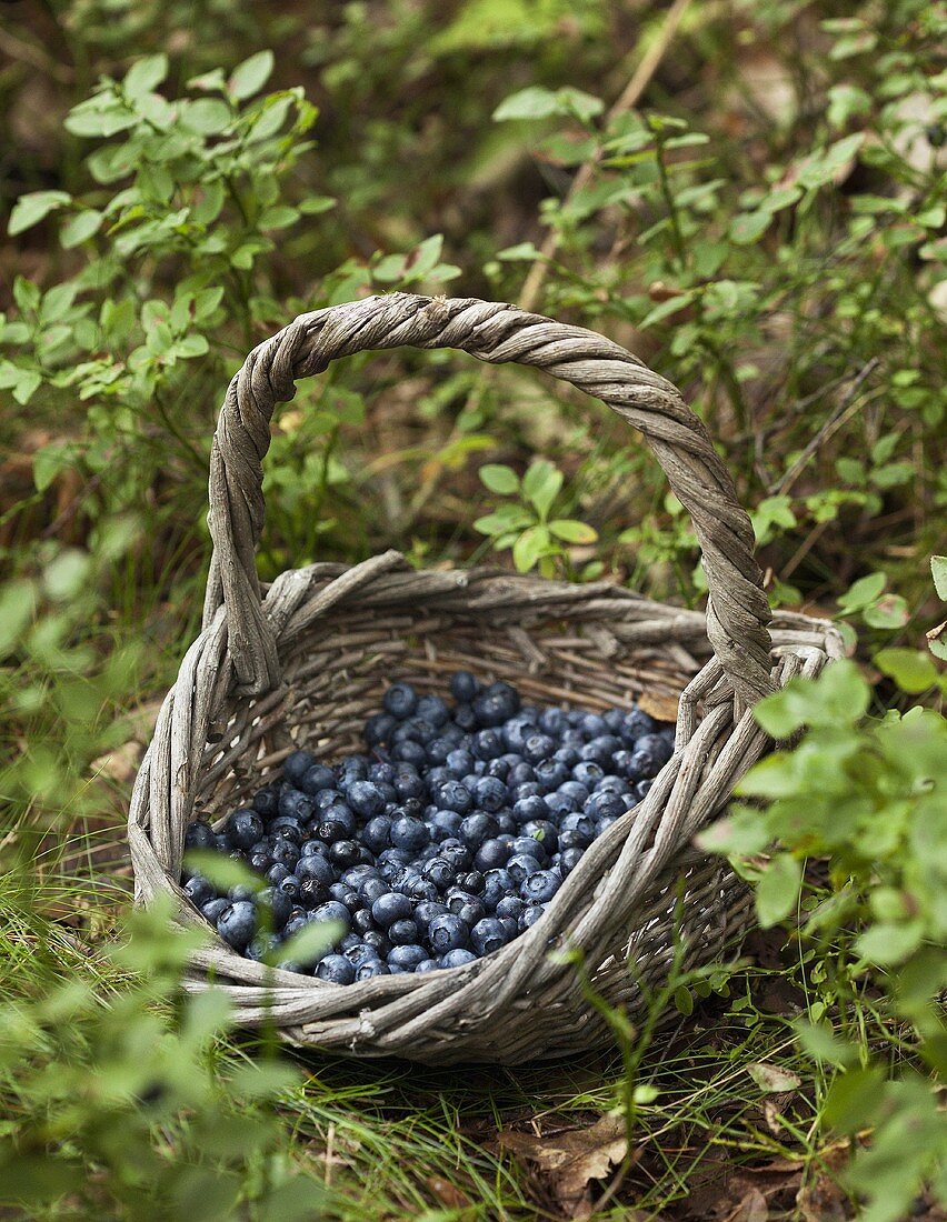 A basket of freshly picked blueberries
