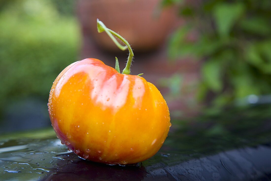 Eine Heirloom Tomate mit Wassertropfen