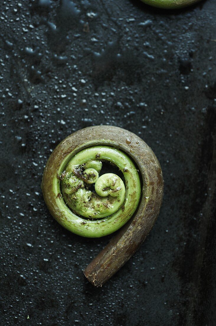 Single Fiddlehead