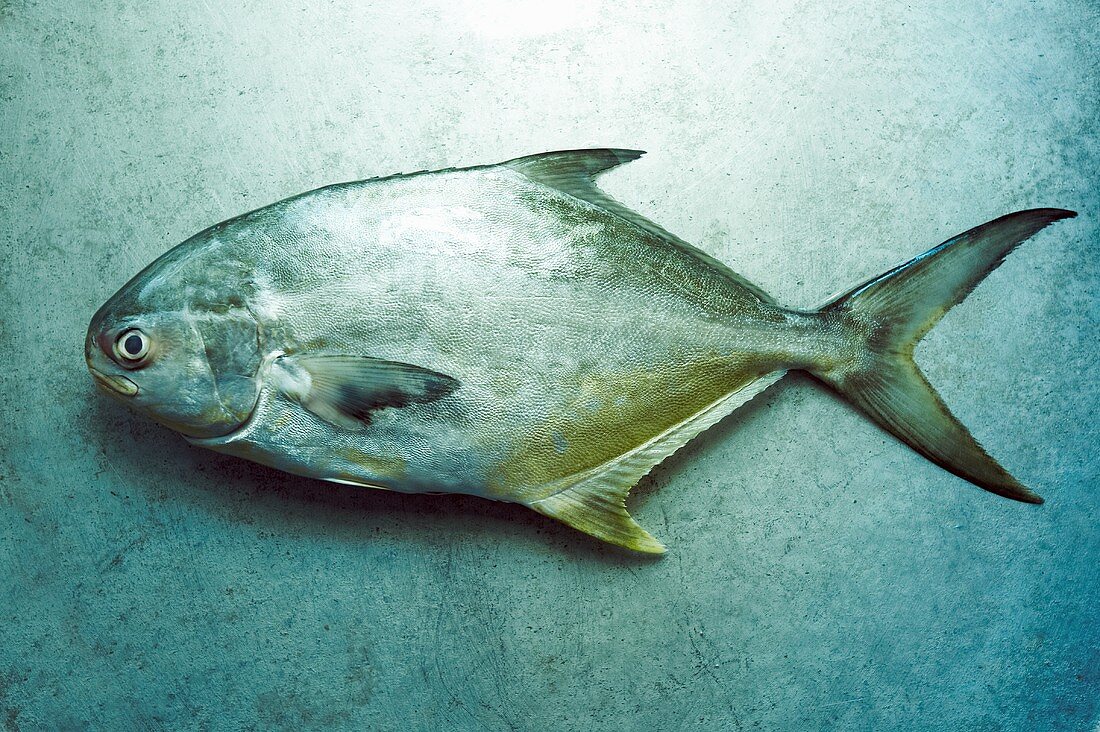 Whole Pompano Fish