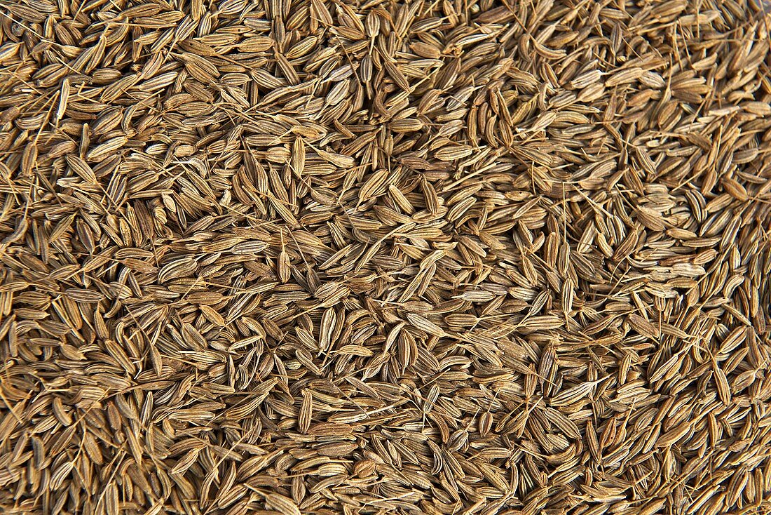Fennels seeds (macro-zoom)
