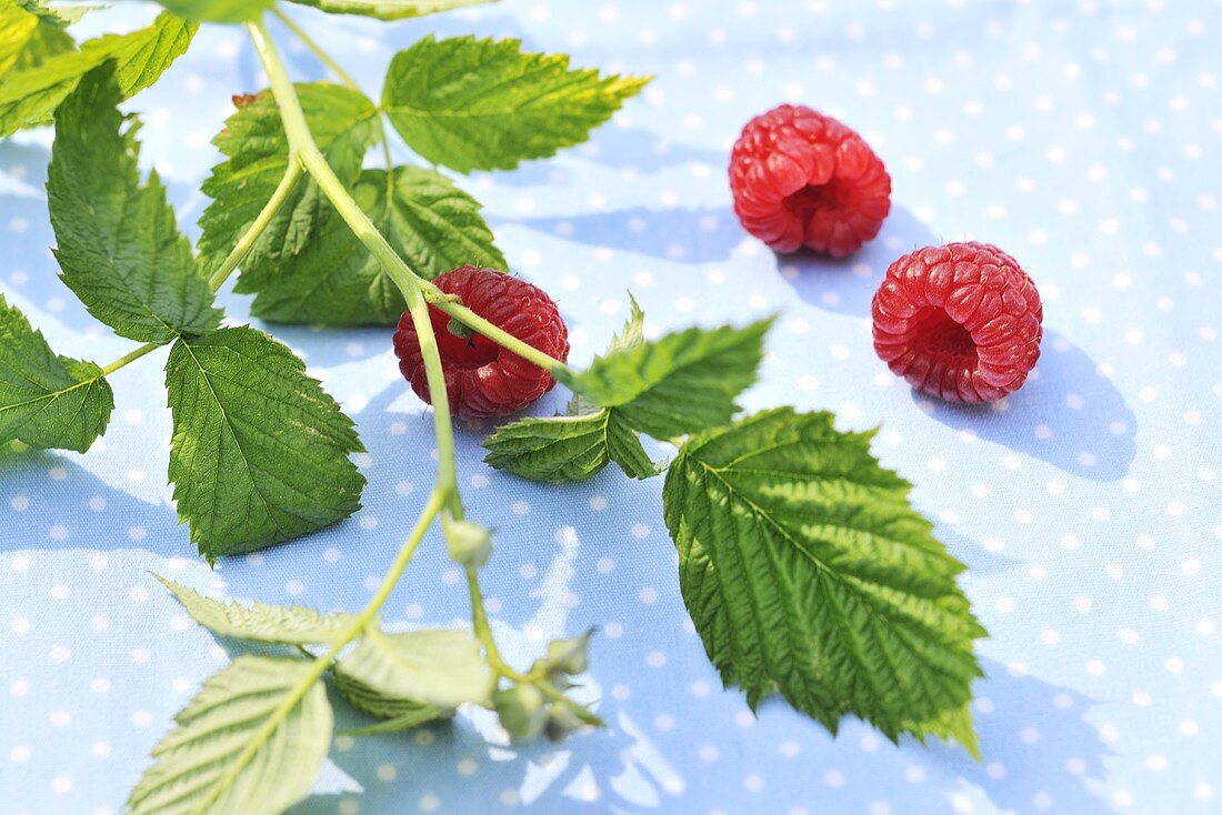 Three raspberries with a sprig and leaves