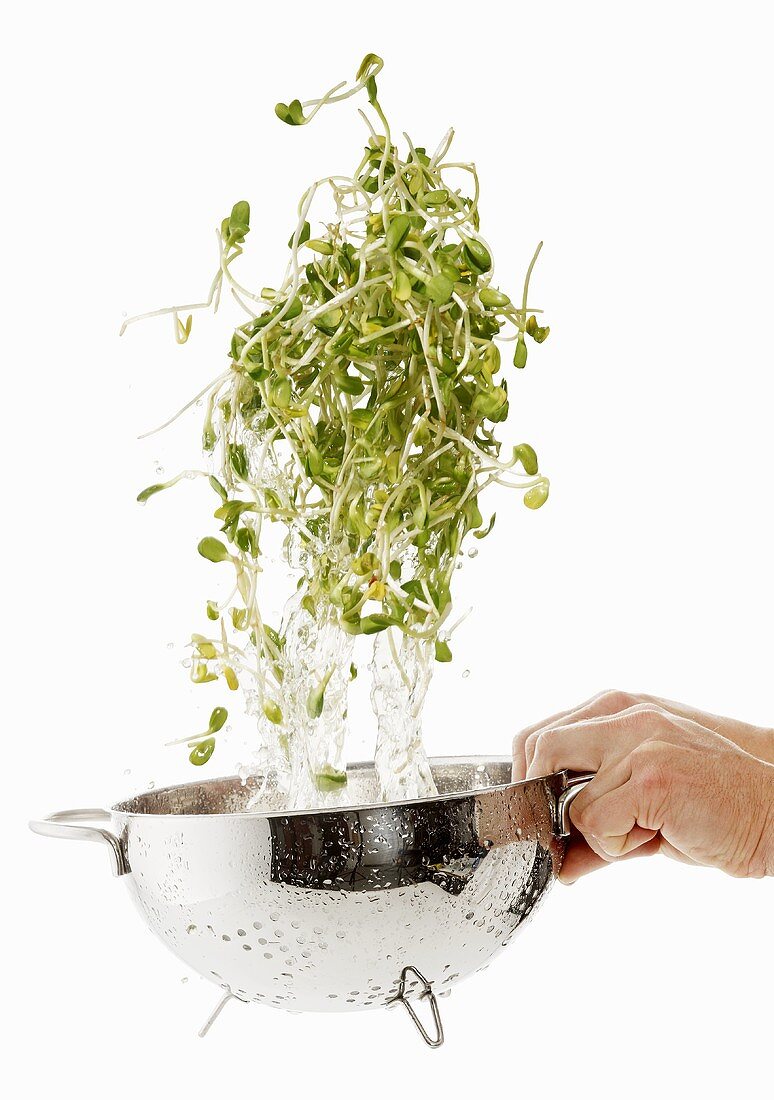 Sunflower sprouts being washed