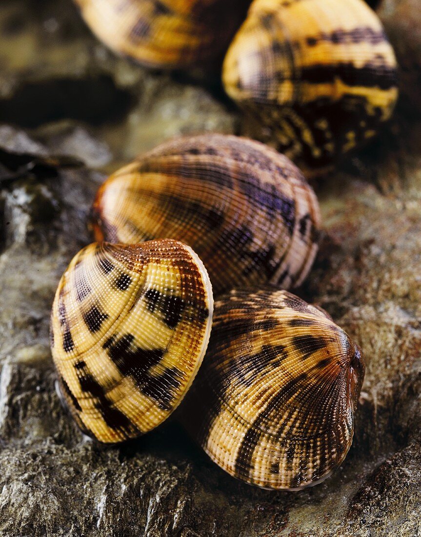 Carpet shell clams on a rock